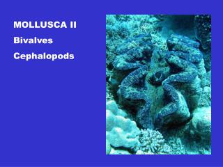 MOLLUSCA II Bivalves Cephalopods