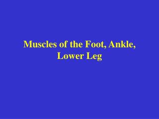 Muscles of the Foot, Ankle, Lower Leg