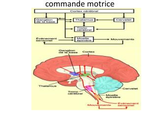 commande motrice