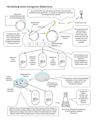 geschnittenes Plasmid