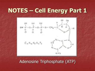 NOTES – Cell Energy Part 1