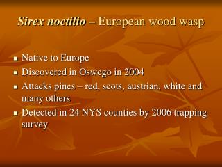 Sirex noctilio – European wood wasp