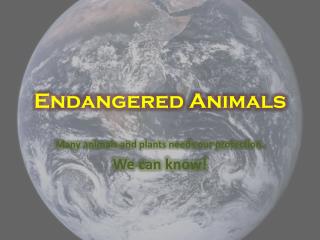 Endangered Animals