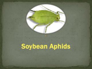 Soybean Aphids