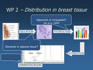 WP 2 – Distribution in breast tissue