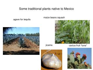 Some traditional plants native to Mexico