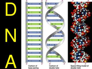 DNA