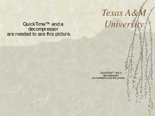 Texas A&amp;M University