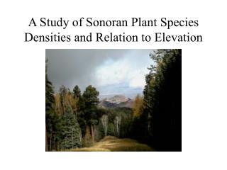 A Study of Sonoran Plant Species Densities and Relation to Elevation