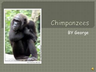 Chimpanzees