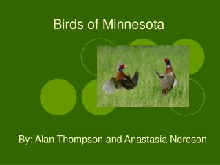 Birds of Minnesota