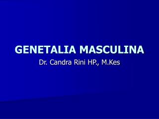 GENETALIA MASCULINA