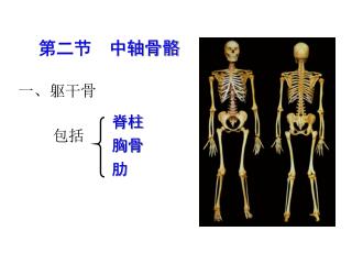 一、躯干骨 包括