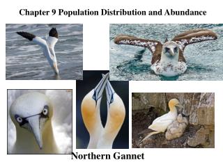 Chapter 9 Population Distribution and Abundance