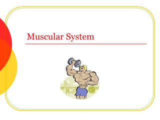 Muscular System