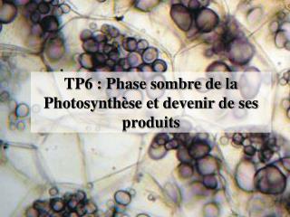 TP6 : Phase sombre de la Photosynthèse et devenir de ses produits