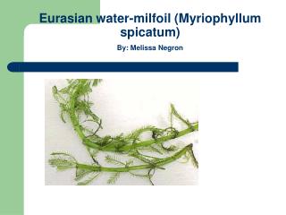 Eurasian water-milfoil (Myriophyllum spicatum) By: Melissa Negron