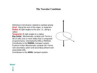The Vascular Cambium