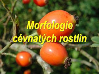 Morfologie cévnatých rostlin