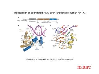 P Tumbale et al. Nature 000 , 1-5 (2013) doi:10.1038/nature12824