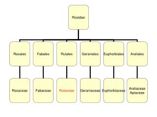 Τάξη Rutales – Οικογένεια Rutaceae