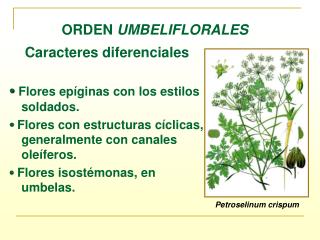 ORDEN UMBELIFLORALES