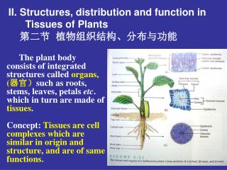 Structures, distribution and function in Tissues of Plants 第二节 植物组织结构、分布与功能