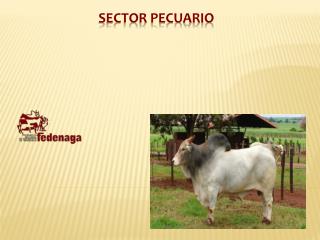 SECTOR PECUARIO