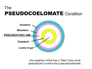 The PSEUDOCOELOMATE Condition