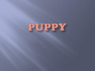 puppy