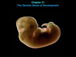 Chapter 21 The Genetic Basis of Development