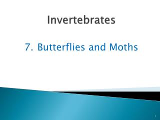 Invertebrates