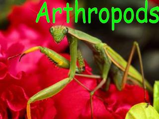 Arthropods