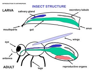 INTRODUCTION TO ARTHROPODS 	 INSECT STRUCTURE LARVA