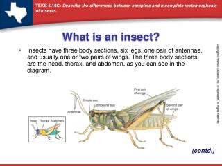 What is an insect?