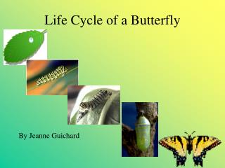 Life Cycle of a Butterfly