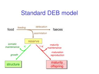 Standard DEB model