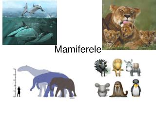 Mamiferele