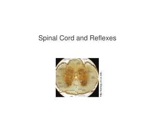 Spinal Cord and Reflexes