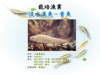 栽培漁業 淡水溪魚－香魚
