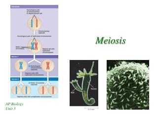 Meiosis