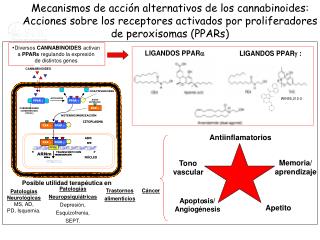 Diversos CANNABINOIDES activan a PPARs regulando la expresión de distintos genes