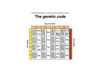 Features of the genetic code: Triplet codons (total 64 codons) Nonoverlapping