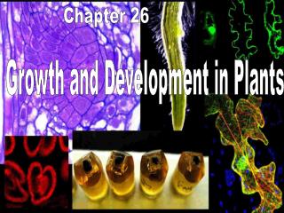 Growth and Development in Plants