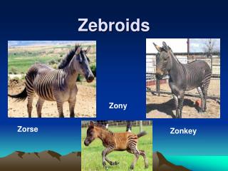 Zebroids
