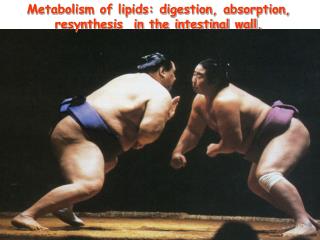 Metabolism of lipids: digestion, absorption, resynthesis in the intestinal wall.