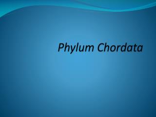 Phylum Chordata