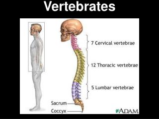 Vertebrates