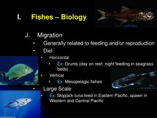 Fishes – Biology Migration Generally related to feeding and/or reproduction Diel Horizontal