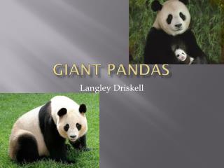 Giant PandaS